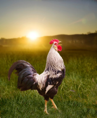 Leghorn chicken crowing at sunrise
